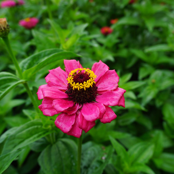 Zinnia, California Giant Mix Flowers seeds