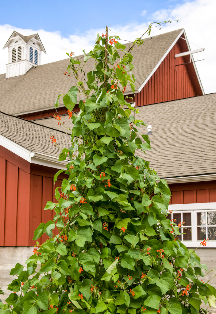 Vine teepee garden structure supporting climbing plants and vegetables