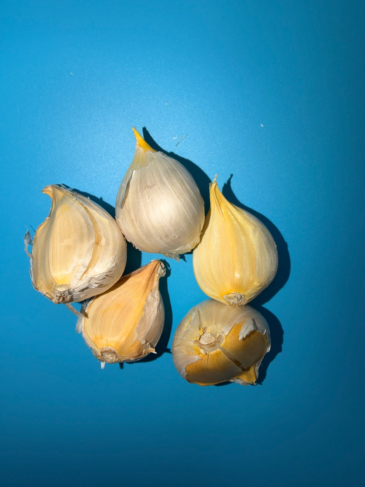 Garlic - (Soft Neck) - Elephant (Organic)