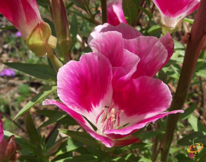Wildflower mix featuring Clarkia amoena flowers from SeedsNow, deer-resistant scatter garden seed mix with colorful blooms.