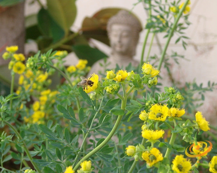 Close-up of rue plant with yellow flowers and a bee, blurred Buddha statue in background