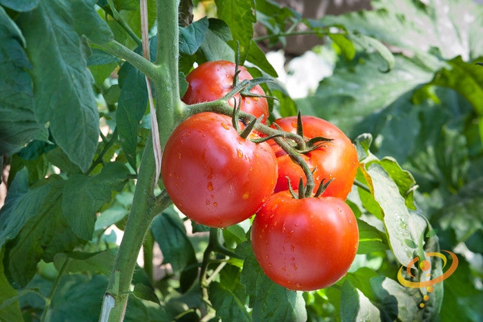 Healthy determinate Tomato Floradade seeds from SeedsNow, showing bright green seedlings ready for planting.