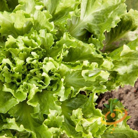 Close-up of fresh broadleaf endive with curly green leaves showing large tender ribs