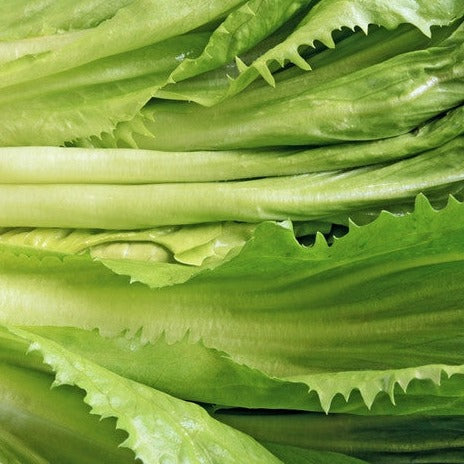 Close-up of vibrant green broadleaf endive with crisp ribs ideal for salads and rich in vitamins and fiber