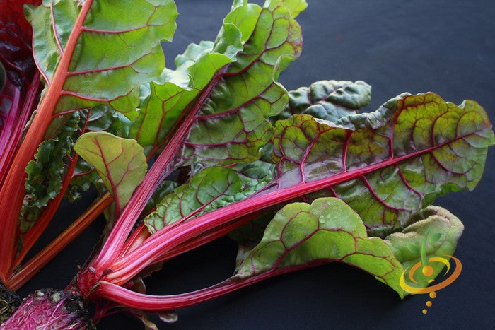 Fresh magenta sunset Swiss chard leaves and stems, vibrant and healthy, grown from SeedsNow Magenta Sunset Swiss Chard seeds.