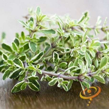 Close-up of fresh thyme herbs with small green leaves and woody stems on a wooden surface