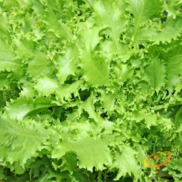 Shop the best high-quality Endive Green Curled Ruffec seeds online to buy from USA for your organic garden. Open-pollinated, Heirloom, NON-GMO organic seeds & more!