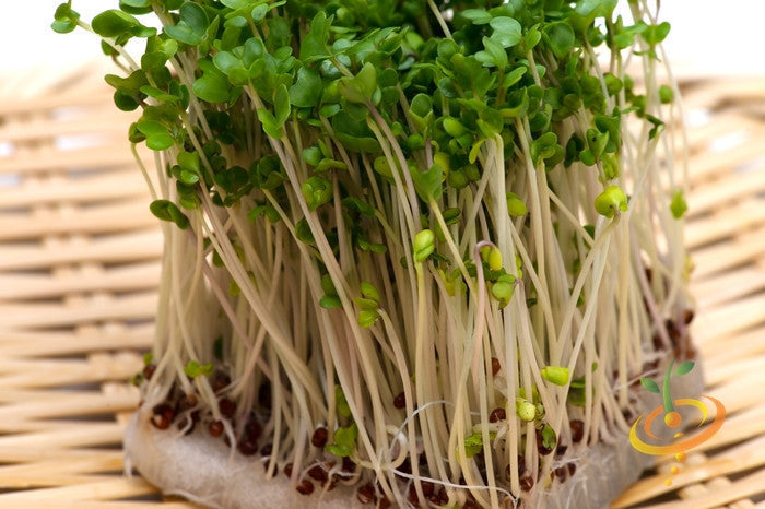 Fresh green sprouts growing densely on a woven surface representing Sprouts Seed Bank growth.