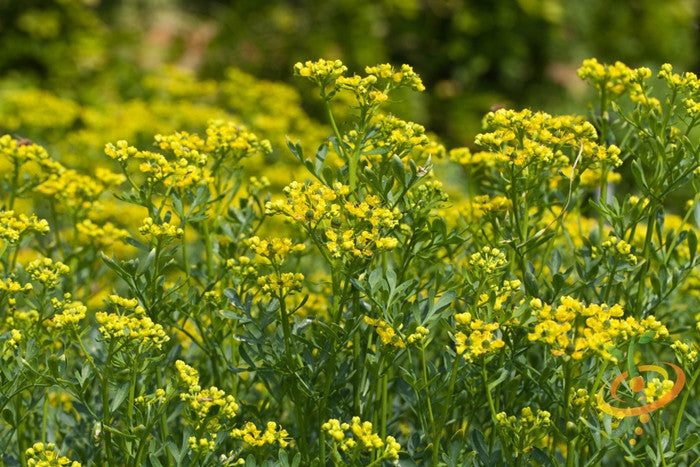 Close-up of rue plants with yellow flowers and green leaves in a garden setting