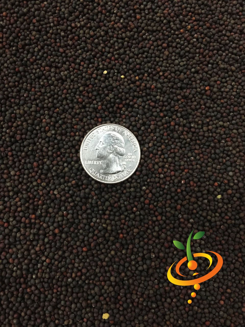 Close-up of Cabbage Drumhead seeds with a US quarter for size comparison
