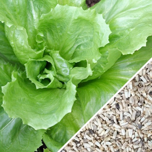 Close-up of broadleaf endive plant grown from SeedsNow Classic seeds, showing fresh, green leaves on a healthy vegetable.
