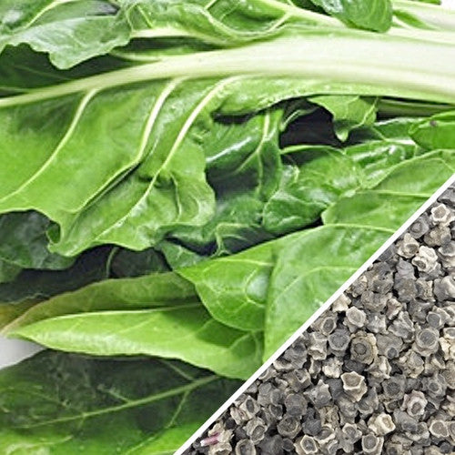 Swiss Chard - Classic "Fordhook" Giant.