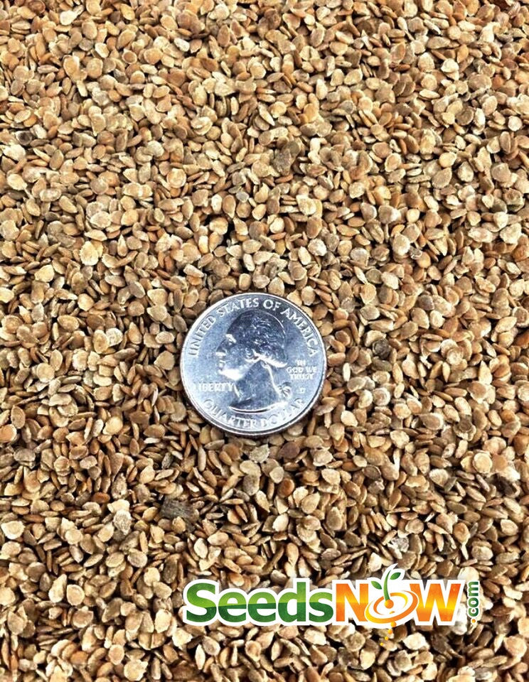 Close-up of Pink Brandywine Tomato seeds with a US quarter for size comparison