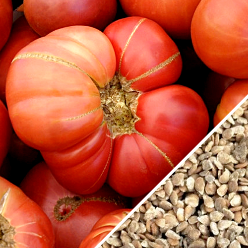 Pink Brandywine indeterminate tomato seeds from SeedsNow, showing vibrant pink heirloom tomato seeds on a white background.