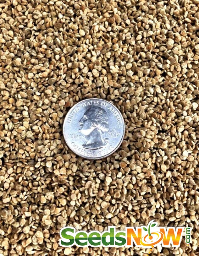 Black cherry tomato seeds from SeedsNow, showing small dark fruit on the indeterminate tomato plant.