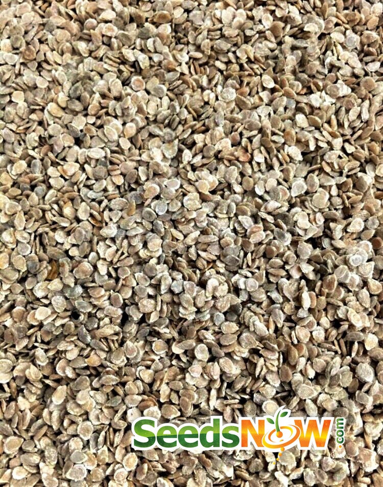 Close-up of Floradade tomato seeds from SeedsNow, showing small, brown, determinate tomato seeds on a white background.