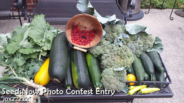 Fresh broccoli heads and assorted vegetables including zucchinis and yellow squash on a bench, showcasing Broccoli - Di Cicco seeds harvest