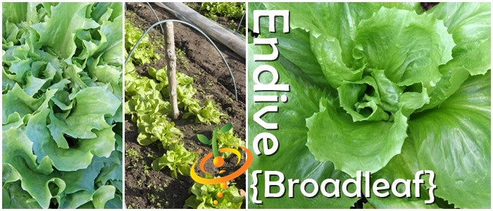 Broadleaf endive plant grown from SeedsNow Classic seeds, showcasing dark green, broad leaves in a healthy vegetable garden setting.
