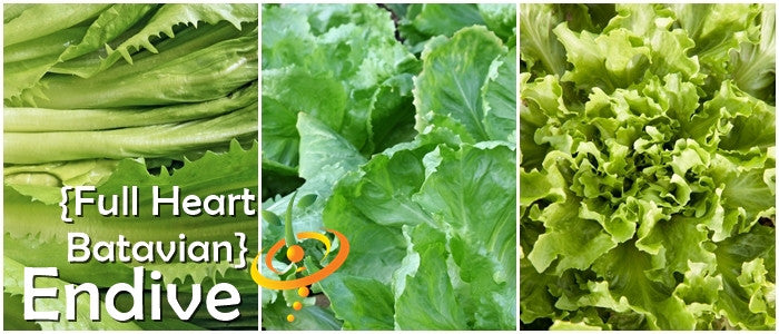 Broadleaf Endive Full Heart Batavian seeds with dark green curly leaves and crisp ribs for salad greens