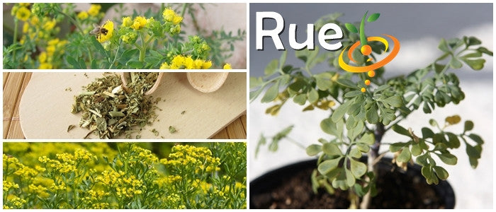 Collage of rue plant with yellow flowers, dried rue herb, and potted rue plant highlighting rue seeds and growth.