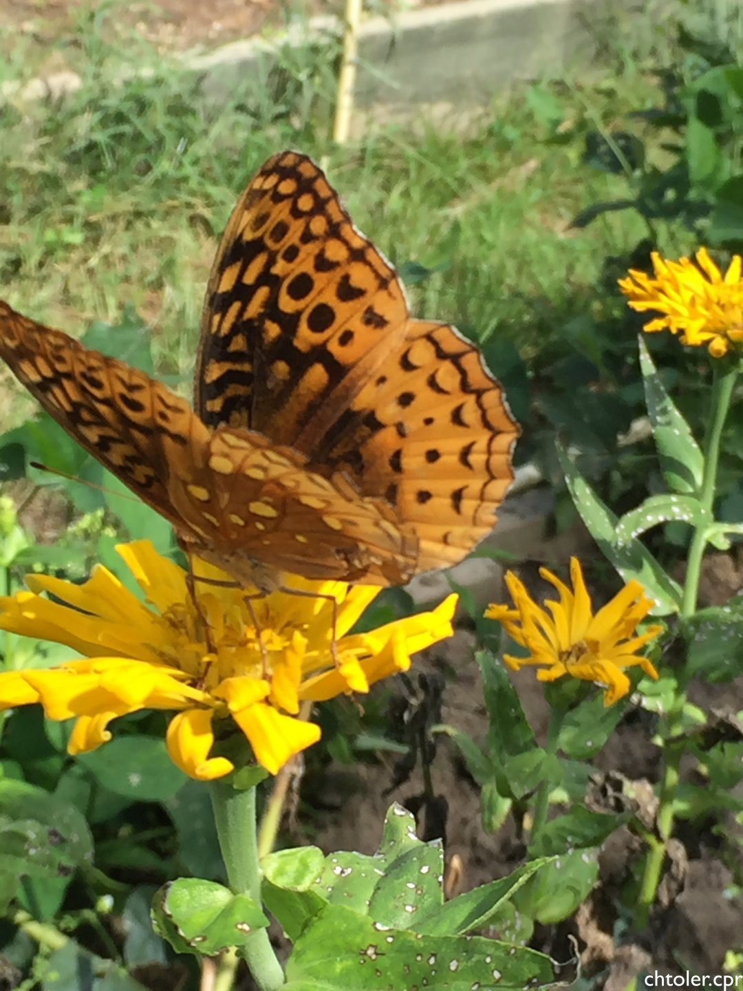 Wildflower mix by SeedsNow featuring hummingbird and butterfly attracting wildflowers in a colorful scatter garden seed mix.
