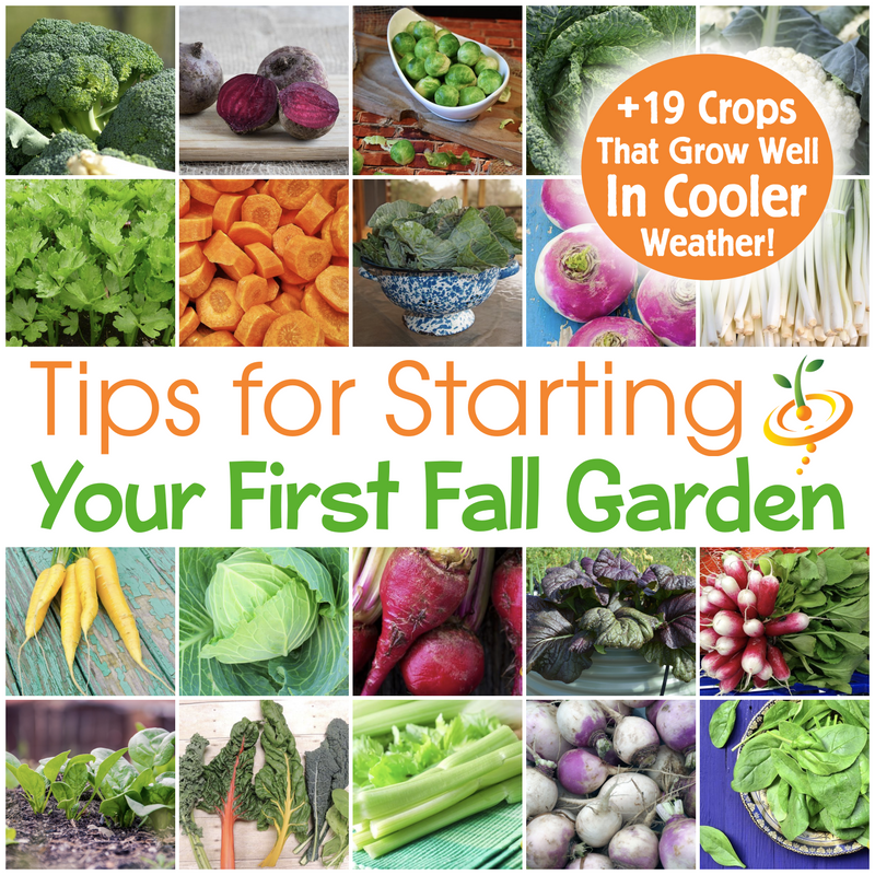 Tips for Starting Your First Fall Garden & 19 Crops That Can Withstand Freezing (or almost freezing) Temperatures!