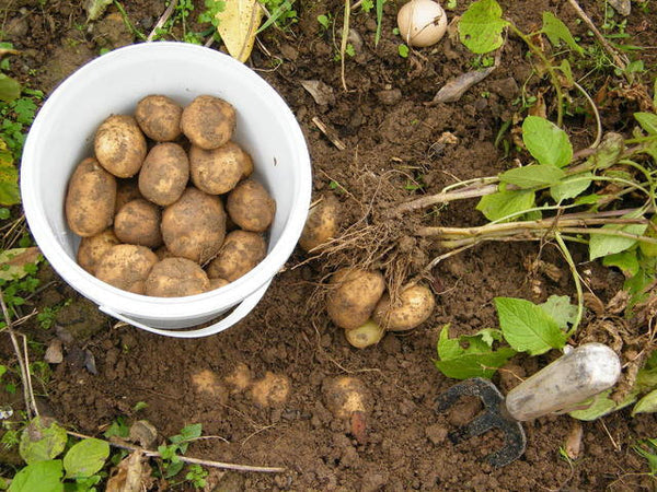 All Seed Potatoes