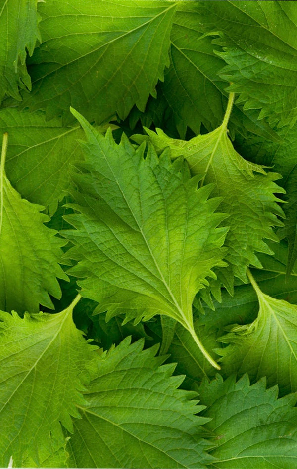 Perilla (Shiso) Seeds