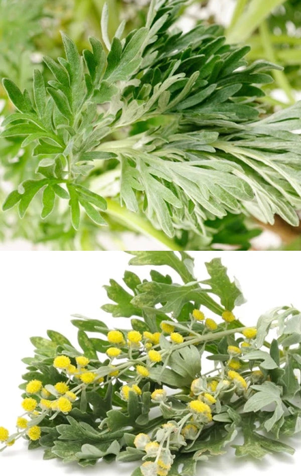 All Wormwood Herb Seeds