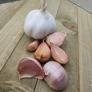 Garlic - (Soft Neck) Silver Rose