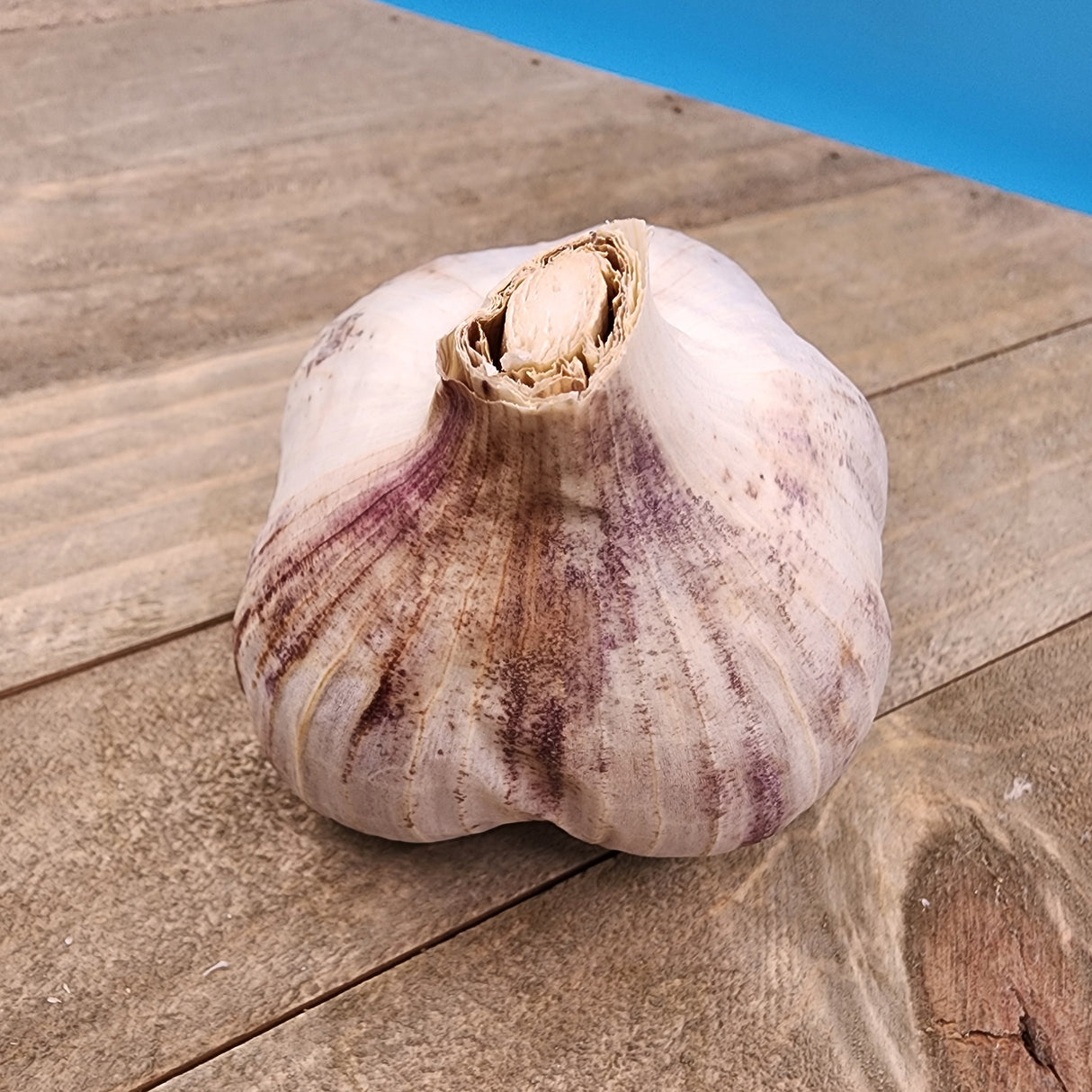 Garlic - (Hard Neck) Russian Red