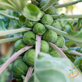 Fresh Brussels sprouts on a plant with green leaves, grown from SeedsNow Catskill seeds for home gardening.