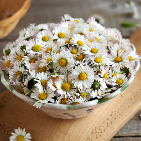 English White Daisy flower seeds from SeedsNow-Flowers, showing fresh white daisies with bright petals and green foliage.