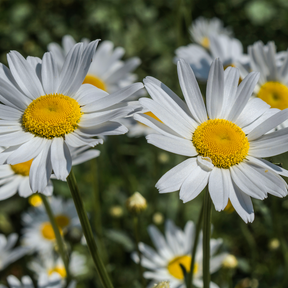 Ox-Eye Daisy flower seeds from SeedsNow-Flowers, showing vibrant white petals and yellow centers ready for planting.