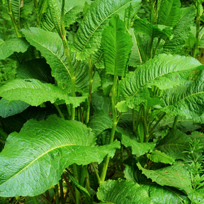 Large leaf sorrel seeds from SeedsNow, showing vibrant green seeds ideal for planting Rumex acetosa in your garden.