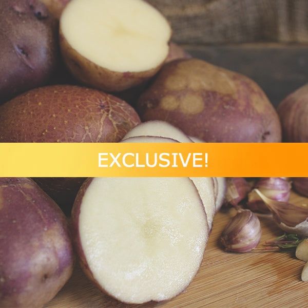 Potato (Early-Season) - Caribe (Organic/Heirloom) - SeedsNow.com