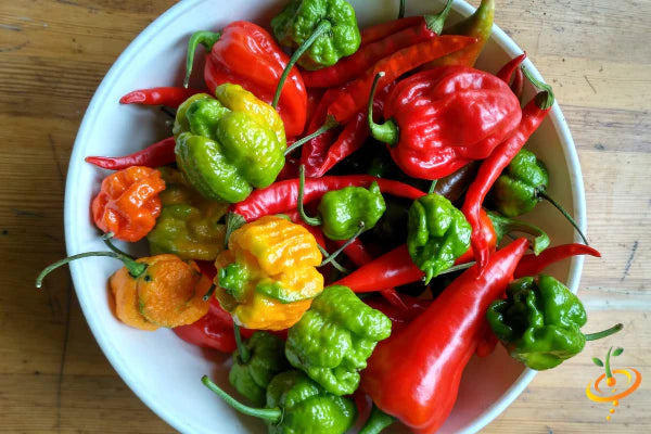 *NEW!* WORLD'S HOTTEST PEPPERS! 🌶️🔥🥵 Variety Pack