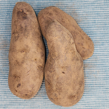 Purple Peruvian Fingerling potato seed from SeedsNow-Potatoes, showcasing small, vibrant purple-skinned tubers with elongated shape.