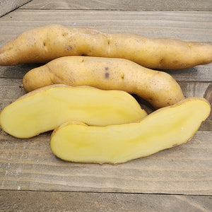 Organic Russian Banana fingerling potato seed from SeedsNow-Potatoes, showcasing elongated yellow-skinned late-season potato.