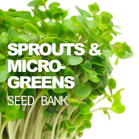SeedsNow seed bank with sprouting jar for growing microgreens and sprouts, featuring a compact all-in-one seed storage and sprouting kit.
