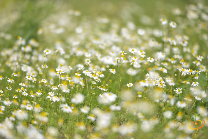 Wildflowers - Partial Shade Scatter Garden Seed Mix - SeedsNow.com