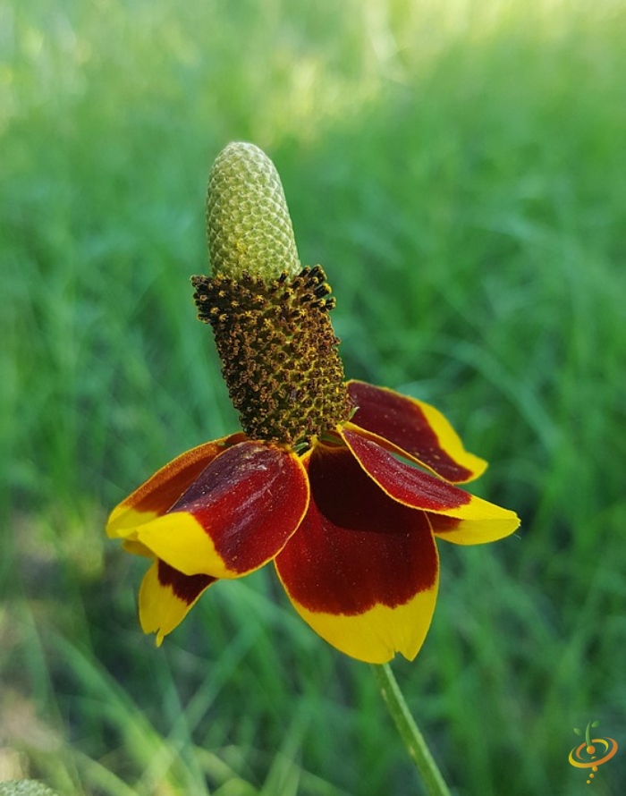 Wildflowers - All Perennial Scatter Garden Seed Mix - SeedsNow.com