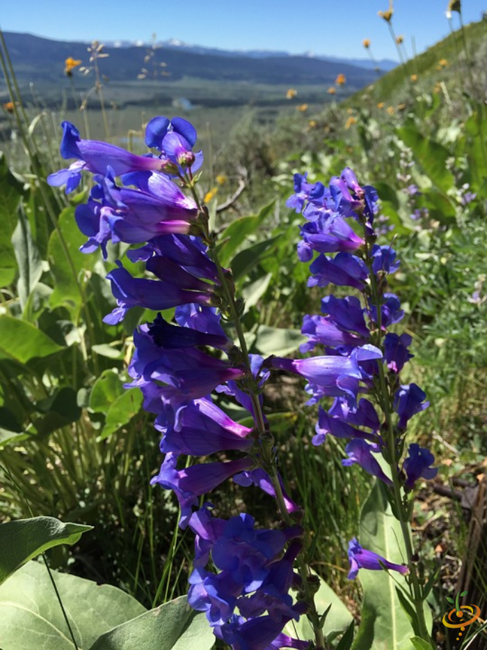 Wildflowers - Dryland Scatter Garden Seed Mix - SeedsNow.com