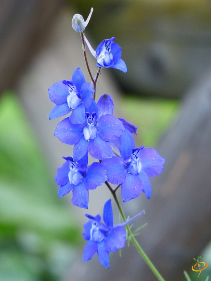 Wildflowers - Moist Area Scatter Garden Seed Mix - SeedsNow.com