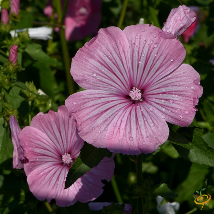 Wildflowers - Moist Area Scatter Garden Seed Mix - SeedsNow.com