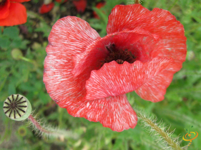 Wildflowers - Partial Shade Scatter Garden Seed Mix - SeedsNow.com