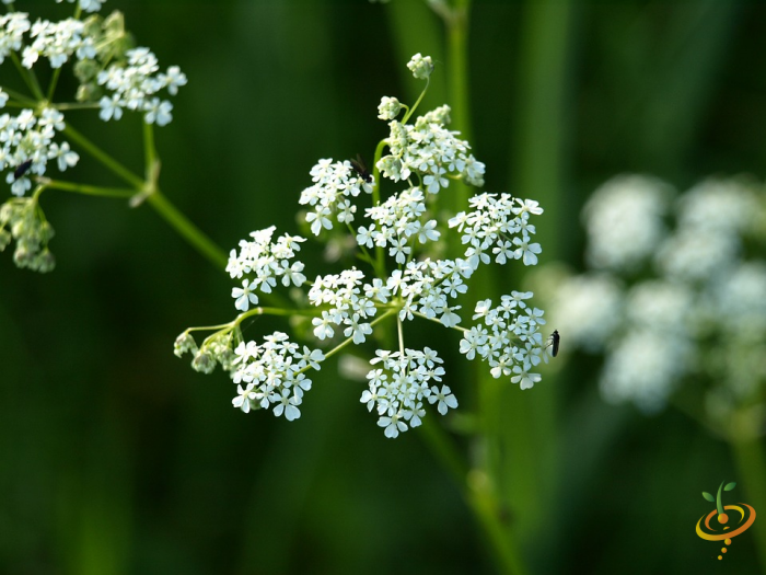 Wildflowers - Beneficial Insect Garden Seed Mix - SeedsNow.com