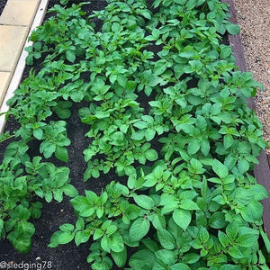 Organic Russet Burbank potato seed from SeedsNow-Potatoes, showing round, earthy potato tubers ideal for mid-season planting.