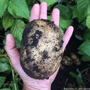Organic Russet Burbank potato seed, mid-season variety, shown in round shape with brown skin and rough texture.