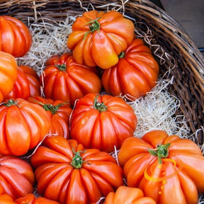Beefsteak Ponderosa Red indeterminate tomato seeds from SeedsNow, shown in packaging with vibrant red tomatoes.
